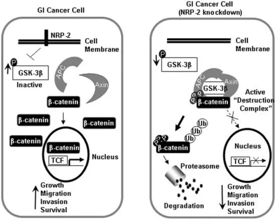 Figure 7. Hypothetical schema for NRP-2-mediated activation of b-catenin signaling in gastrointestinal cancer cells