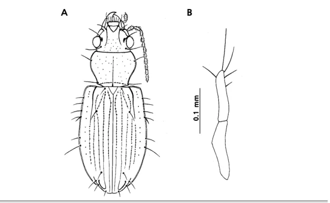 Fig.  1. Tasmanitachoides  glabellus  n.  sp.:  A.  Habitus,  length  2.5  mm;  B.  }  left  stylomeres  1  &amp;  2, ventral  view.