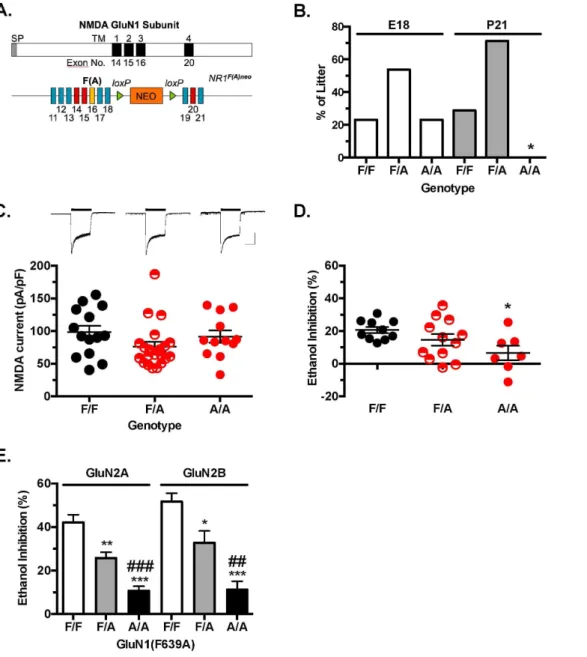 Figure 1. Targeted point mutation (F639A) in the GluN1 subunit decreases ethanol sensitivity of NMDA receptors