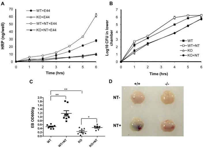 Figure 5. Effects of genetic blockage of a7 nAChR on NT-increased BBB permeability and E44 transcytosis