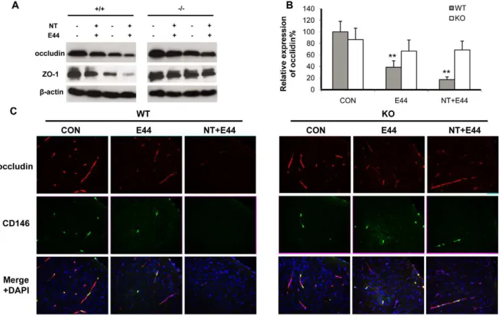 Figure 6. Effects of a7 knockout on nicotine- and E44-induced disruption of tight junction (TJ)