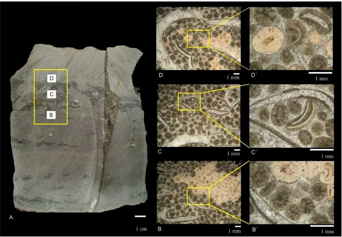 Figura  3.7  –  Grainstone  a  oóides  e  bivalves  (PRU  1).  Porção  porção  média-inferior  da  camada  carbonática  (fig