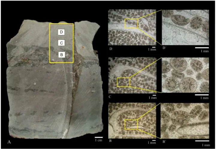 Figura  3.8  –  Grainstone  a  oóides  e  bivalves  (PRU  1).  Porção  média-inferior  da  camada  carbonática  (fig