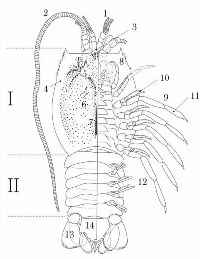 Figura 7. Reconstrução da anatomia de um crustáceo pigocefalomorfo (Peracarida), com base em Adami- Adami-Rodrigues &amp; Pinto (2000)