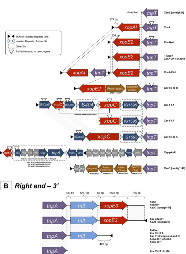 FIG 2 Genetic organization of the left (A) and right (B) ends of the TnXax1-related structures found in other Xanthomonas species