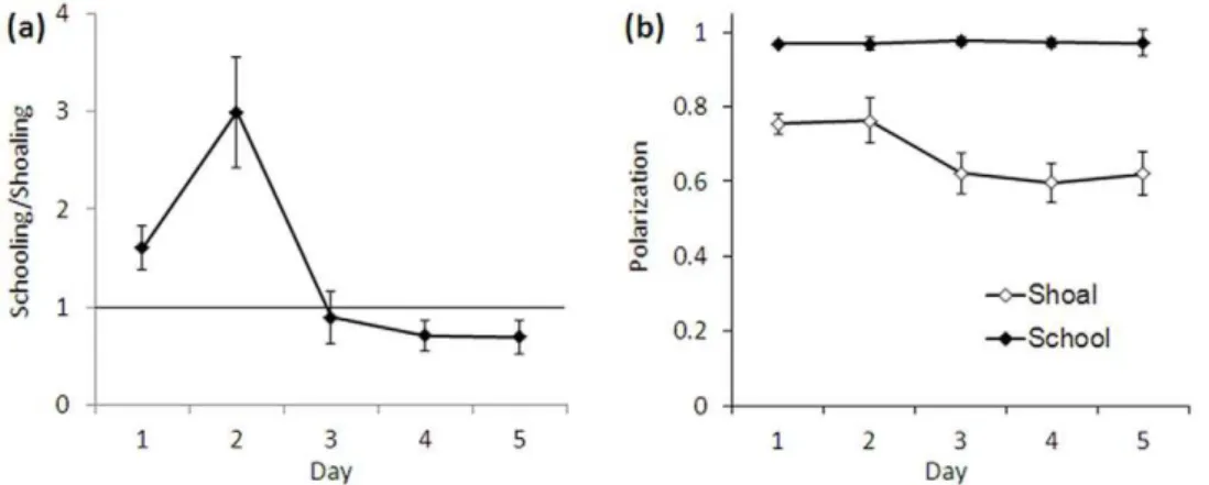 Figure 4. Differences in Nearest Neighbor Distance (NND), Inter-Individual Distance (IID), and mean speed between shoals and schools in Experiment 1 (means of 24 groups of 8 fish each)