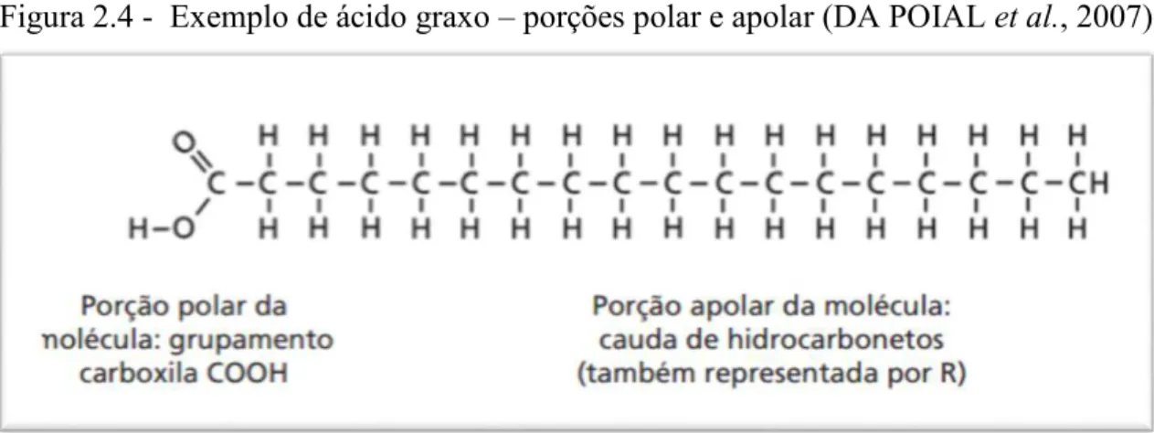 Figura 2.4 -  Exemplo de ácido graxo – porções polar e apolar (DA POIAL et al., 2007)