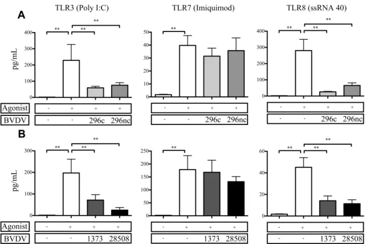 Fig 5. TNFα protein secretion from BVDV2 infected MDMΦ after stimulation with viral TLR agonists