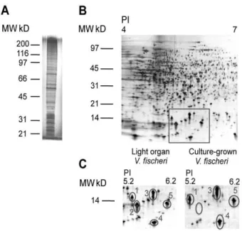Table 1. Exudate proteins identified by LC MS/MS from symbiont 2D-PAGE analysis (Fig. 3).