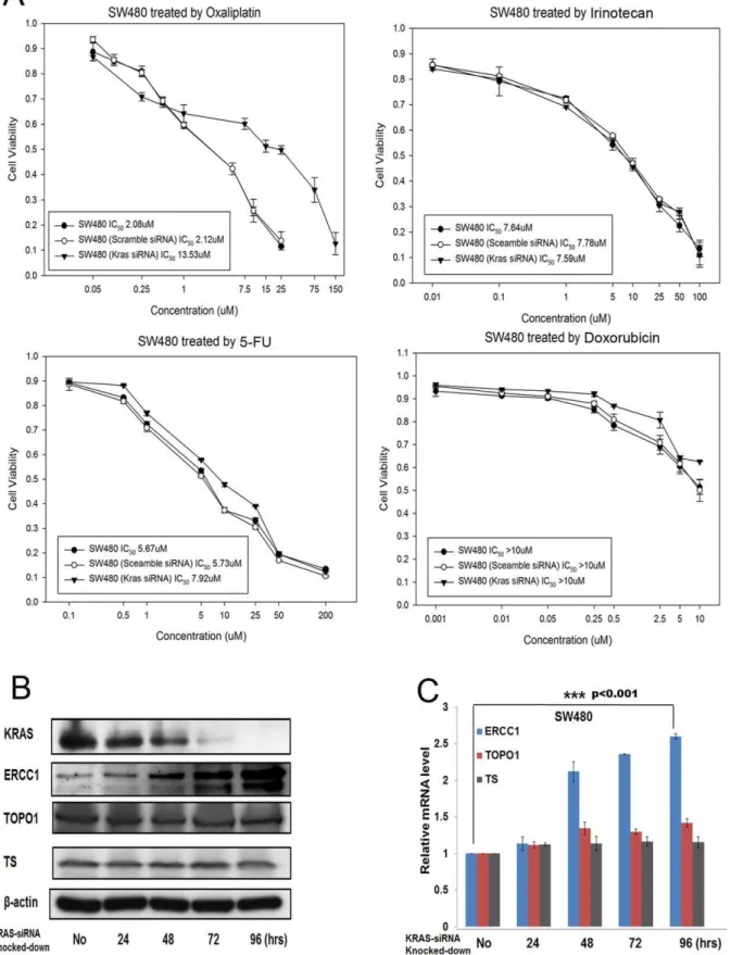 Figure 2. Knocking down KRAS expression in other KRAS-mutant subtype (G12V) CRC cells results in oxaliplatin resistance and ERCC1 upregulation