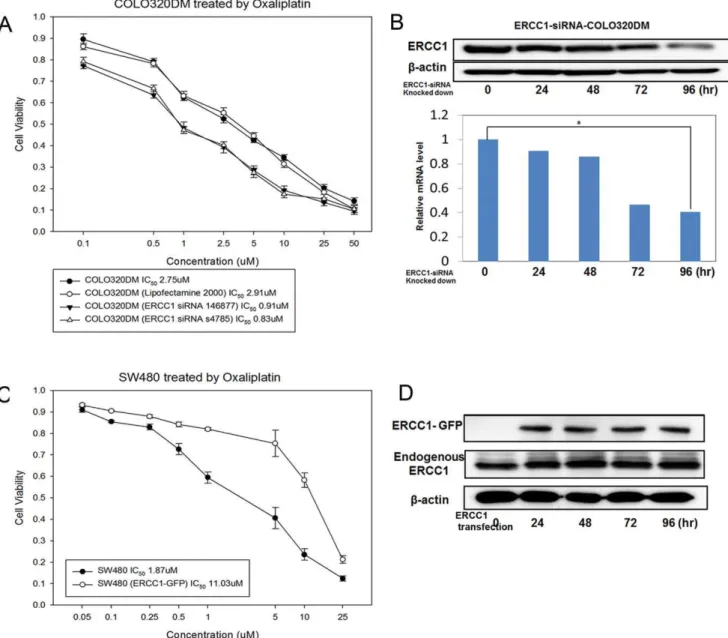 Figure 5. Validating ERCC1 as the predictor of oxaliplatin sensitivity in CRC cells. (A) ERCC1-knocked-down COLO320DM cells were more sensitive to oxaliplatin than parental COLO320DM cells, as demonstrated by MTT assay