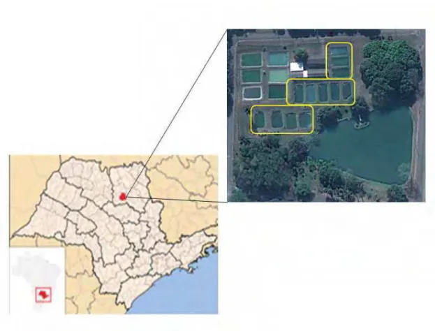 Figura 1. Localização geográfica de Jabticabal e foto do local de  realização do experimento, em destaque, os doze viveiros que foram  utilizados para o experimento