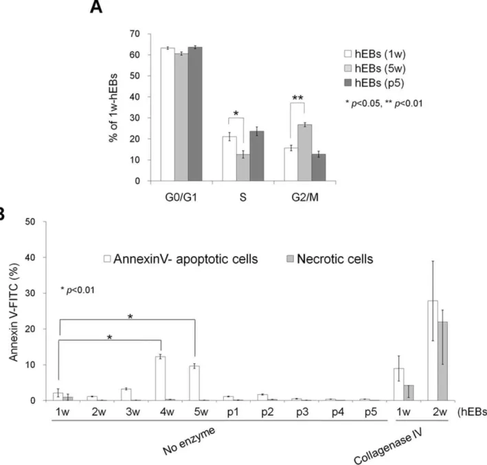 Figure 4. Cell-cycle and apoptosis analysis of hEBs. (A) Cell-cycle analysis of hEBs using propidium iodide staining