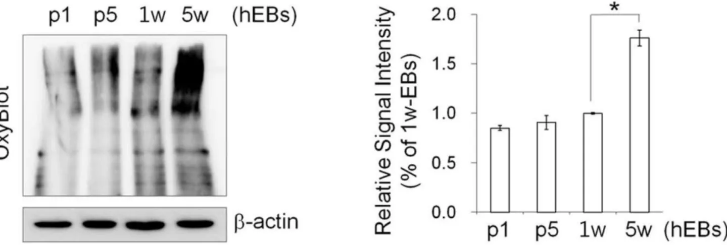 Figure 5. Protein oxidation assay in hEBs. Left: Representative image for the OxyBlot assay, which detects the level of proteins with oxidative modifications