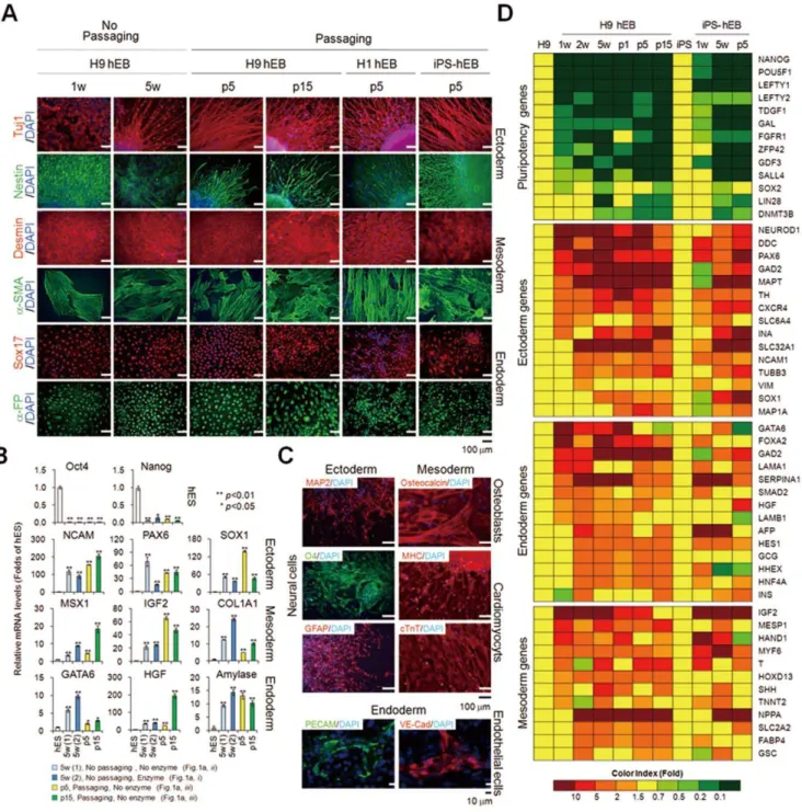 Figure 6. In vitro differentiation of hEBs. (A) Immunocytochemical analysis of the spontaneous differentiation of passaged hEBs