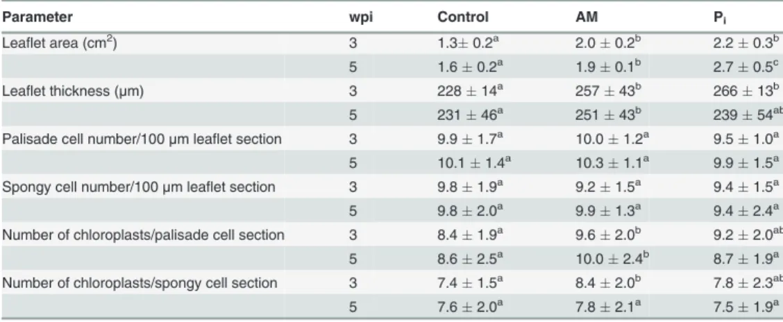 Table 2. Anatomical features of leaves from control, mycorrhized (AM) and phosphate-fertilized plants (P i ).