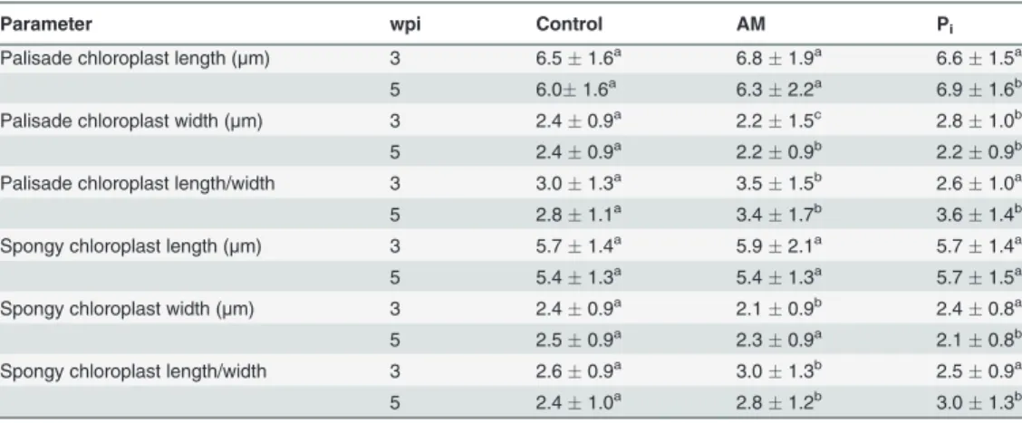 Table 3. Dimensions of leaf chloroplasts from control, mycorrhized (AM) and phosphate-fertilized plants (P i ).