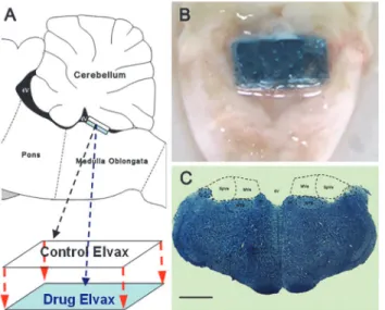 Fig 2. Elvax preparation and CVN tissue sampling. (A) Illustration for Elvax sheet preparation and (B) photograph of a rat brain stem showing the location of Elvax sheet implantation
