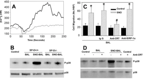 Figure 8. SNO-BAL Induces Inflammatory Signaling in RAW Cells via CRT