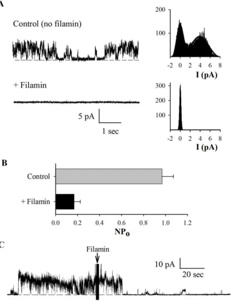 Figure 6. Regulation of hST PC2 channel function by FLNA. Apical hST membranes, containing endogenous PC2 were reconstituted in a lipid bilayer electrophysiology system, as in Fig