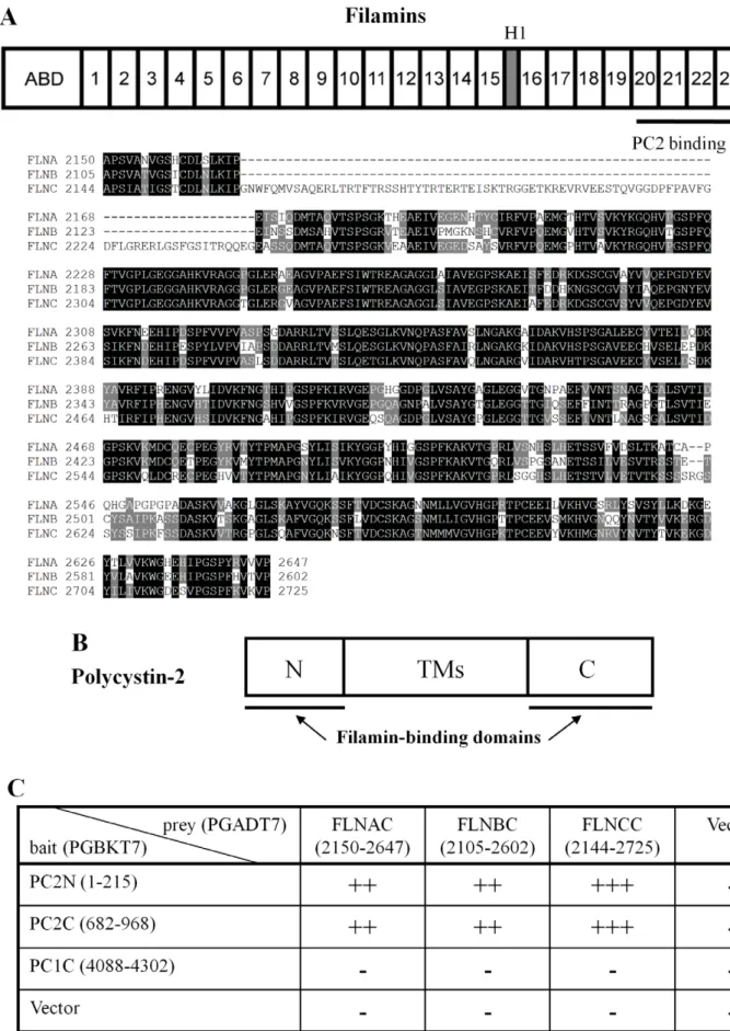 Figure 1. Structural domains and sequence of FLNs and PC2, and their interaction identified by yeast two-hybrid assay