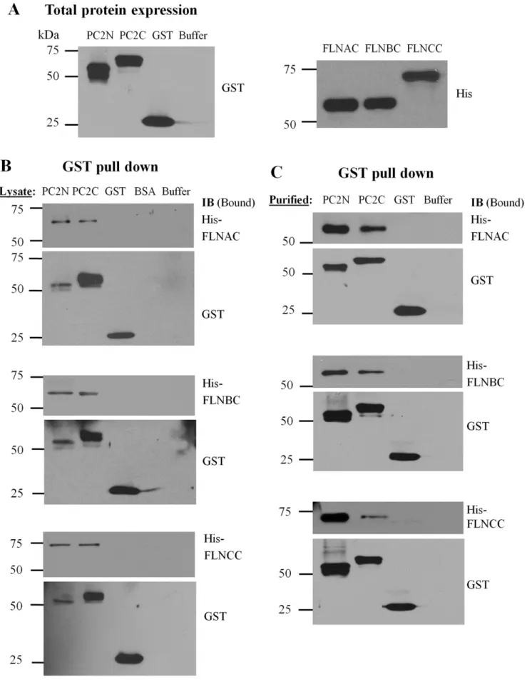 Figure 2. Interaction between PC2 and filamins by GST pull-down. (A) Total expression of purified GST- or His-tagged proteins