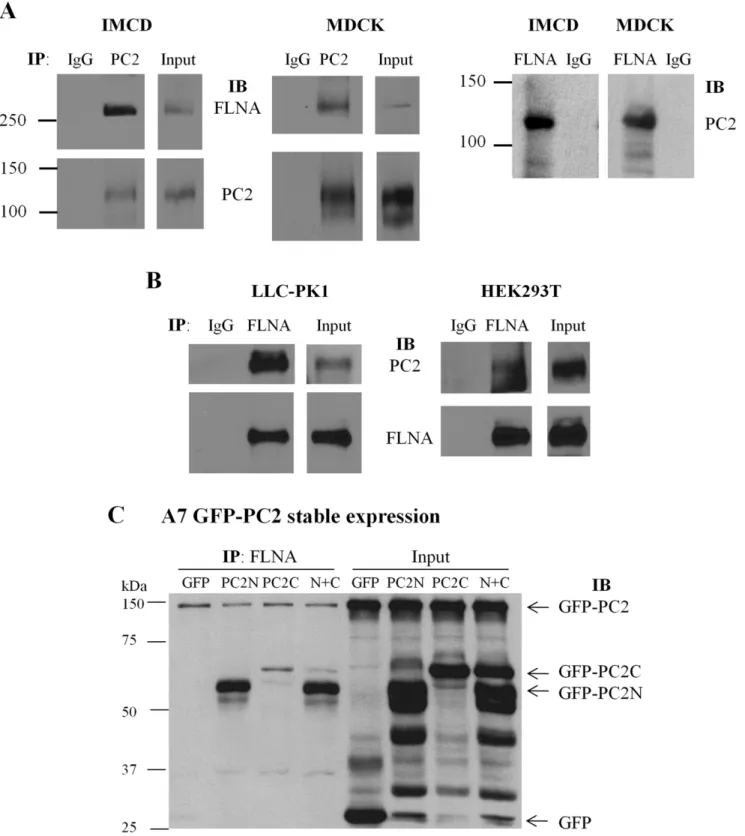 Figure 3. Interaction between PC2 and filamin by co-IP. (A) Interaction between endogenous PC2 and FLNA in IMCD and MDCK cells was determined by co-IP