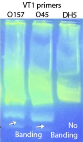 Figure 3. Graphs showing LAMP amplification of various initial concentrations of highly purified genomic O157 target DNA.