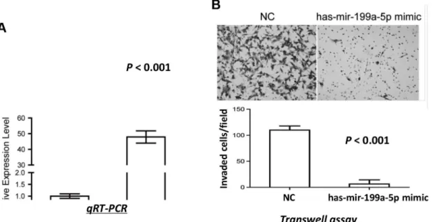 Fig 4. miR-199a-5p decreased invasive ability of ccRCC cells. (A) Overexpression of miR-199a-5p in 786-O cells after miR-199a-5p mimics transfection compared with that in NC cells