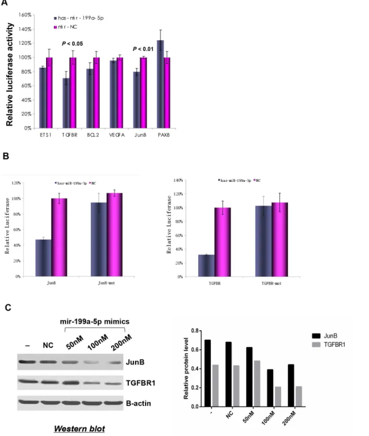 Fig 5. miR-199a-5p directly suppressed expression of TGFBR1 and JunB in ccRCC. (A) Relative luciferase activities in 293T cells co-transfected with psiCHECK luciferase reporter containing the miR-199a-5p recognition region and hsa-mir-199a-5p mimics or NC 