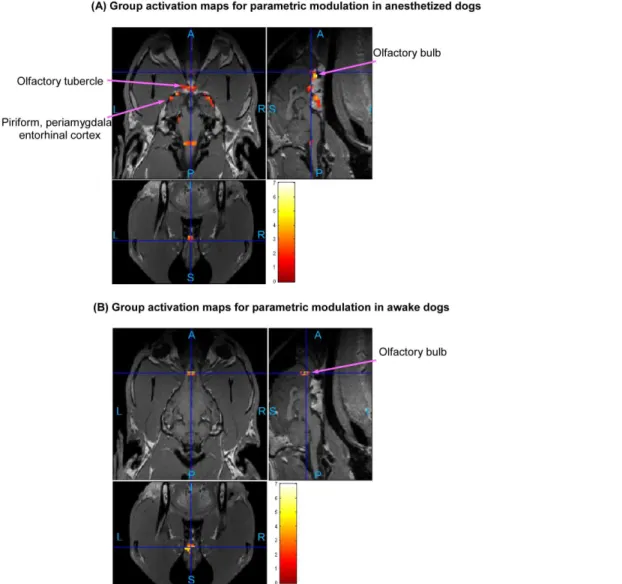 Figure 11. Group activation maps for parametric modulation in anesthetized dogs (A) and awake dogs (B)