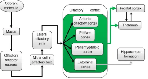 Figure 1. A schematic of the olfactory pathway in canines. Arrows indicate the olfactory signal flow