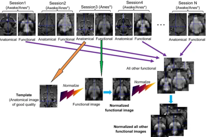Figure 7. Flow chart of proposed spatial normalization procedure. A good quality anatomical image of an anesthetized dog was chosen as the template from Session 4 (4, being just an example)