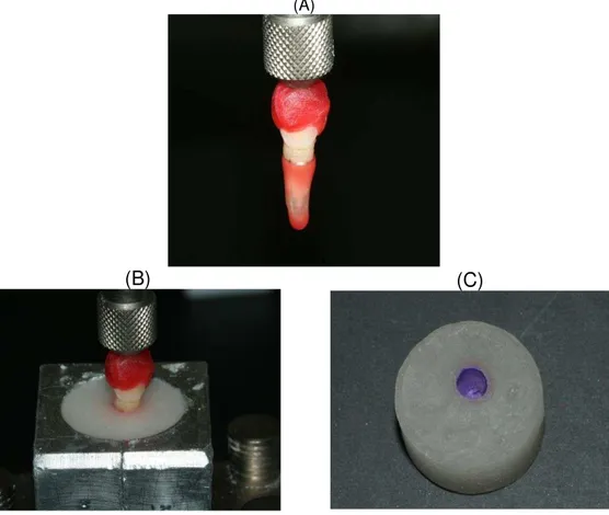 Figura  3  -  A)  Espécime  com  espessura  de  cera  de  0.3  mm  até  3  mm  da  junção  cemento/esmalte; B) Espécime posicionado no interior da matriz metálica; C) ligamento  periodontal  obtido  após  remoção  do  espécime  do  cilindro,  remoção  da  