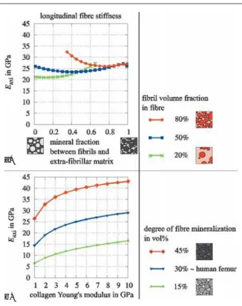 Abbildung 2:  Reisinger AG et al. Ergebnisse: Longitudinaler E-Modul des Fibrillen- Fibrillen-verbundes (fibre), abhängig von (a) Fibrillenvolumenanteil im Fibrillenverbund und Mineralverteilung zwischen Fibrillen und extrafibrillärer Matrix, (b)  Mineralv