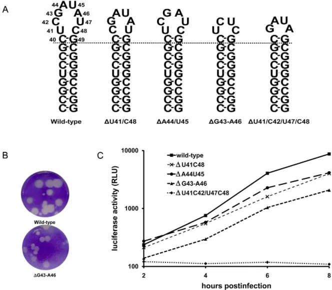 Table 2. Phenotypic characterization of the SL-A loop mutants.
