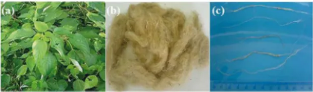 Figure 1. The typical ramie plant (a), bunch of ramie fibers (b) and  separated ramie fibers (c).