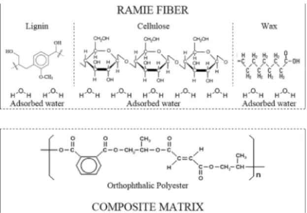 Figure 2. Statistical distribution of length and diameter of the lot  of ramie fibers used in this work.