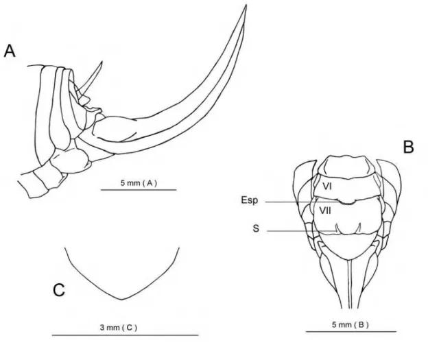 Figura 10. Lutosa brasiliensis Brunner, 1888 (fêmea). A- Terminália em vista  lateral; B- Idem, ventral; C- Detalhe da margem da placa subgenital, ventral