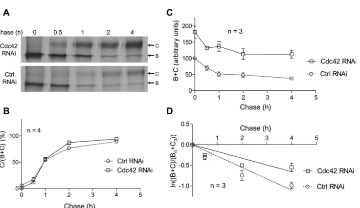 Fig 9. Analysis of CFTR maturation and turnover by metabolic labelling. CFBE-wtCFTR cells were transfected with negative control or Cdc42 siRNA and cultured 48 h prior to pulse-chase experiments
