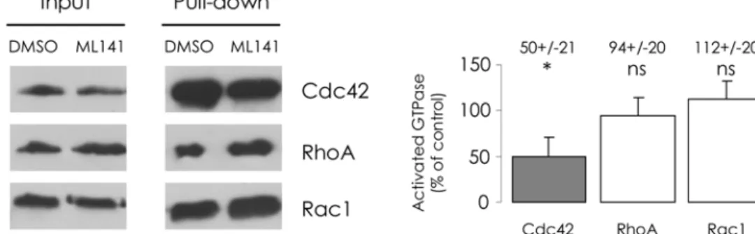 Fig 1. ML141 selectively reduces the GTP-bound form of Cdc42. Before lysis, cells were submitted to 10 μM ML141 for 30 min and 1% DMSO (v/v) was used as the control condition