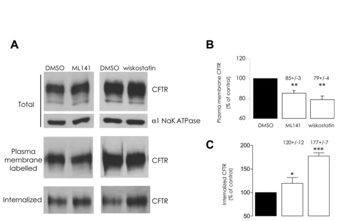 Fig 2. ML141 or wiskostatin treatments stimulate CFTR endocytosis. (A) Representative Western blots and (B and C) histograms summarizing the data are presented
