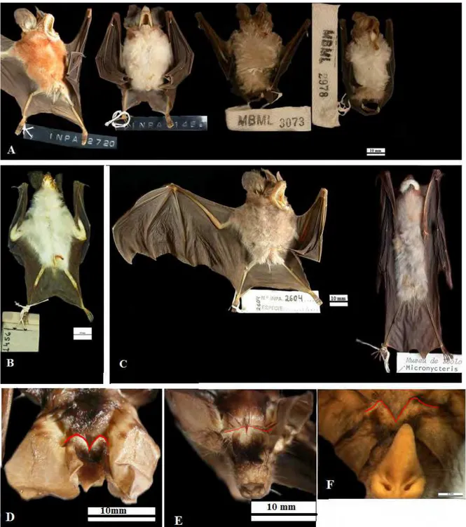 Figura 1: Características morfológicas externas  distintivas de  M. minuta, M. sanborni e M