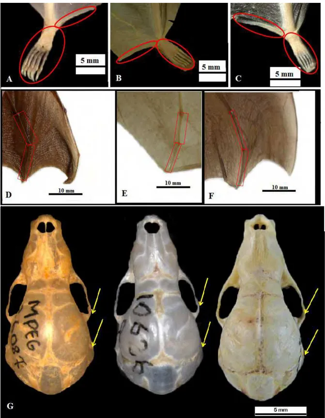 Figura  2:  Características  morfológicas  externas  e  cranianas  distintivas  de  M