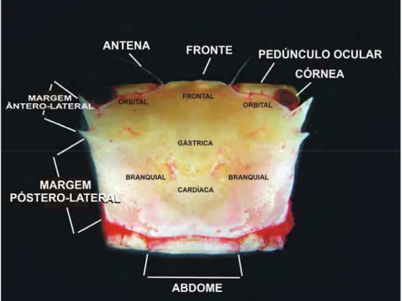 Figura 1 – Principais caracteres morfológicos da família Goneplacidae – vista dorsal 