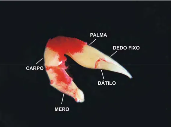 Figura 3 – Principais caracteres morfológicos da família Goneplacidae – quelípodo 