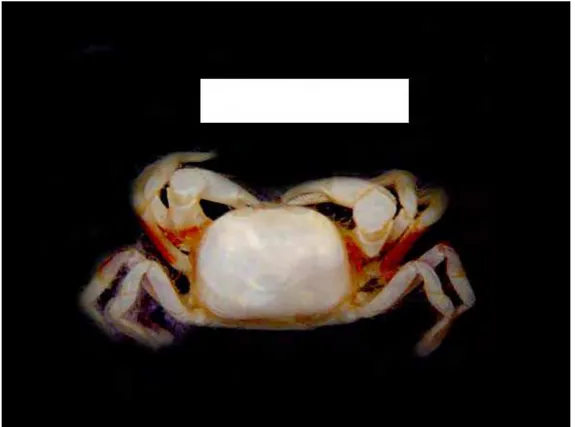 Figura 17 – Chasmocarcinus meloi , “Akaroa”, est. 178 (DOUFPE 6062) – vista dorsal 