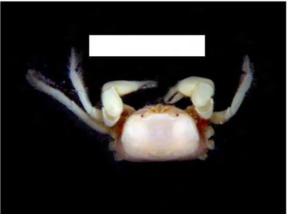 Figura 20 – Chasmocarcinus peresi, PROMARLAM, est. 22B, 08.IV, Gustavo A. S. de Melo det.,  12.IV.2007 (MZUSP 17.487) – vista dorsal 