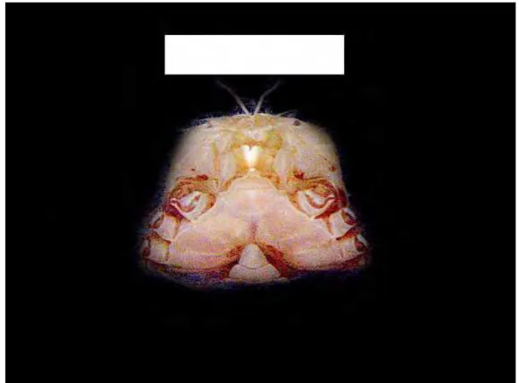 Figura 24 – Chasmocarcinus rathbuni,  ♀ ,  GEDIP, RS, est. 1907, VIII.1972, Coelho-Filho det.,  X.1999 (MZUSP 13071) – vista ventral