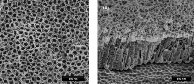 Figure 1a brings a SEM micrograph of CP-Ti after  anodization in the conditions aforementioned